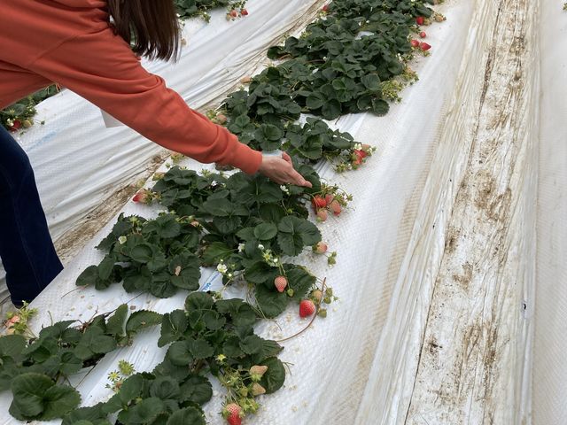 �F�B�̎p�B�Ώ�_�V��̂���������ʐ^�� �܂邩����