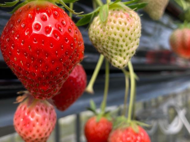 �C�`�S_�X�J�C�t�@�[��