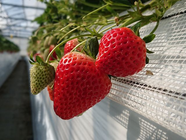 �Y����_SEN's Berry Farm