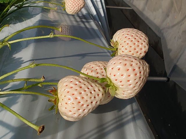 ���C�`�S���n���Ă܂���_�������E�u���[�x���[�_���@�x���[�̋�