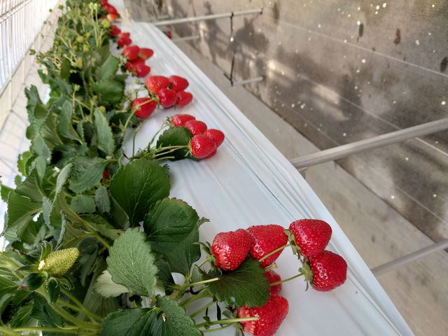 �C�`�S���A��������B�H�׍��ł��B�����Â��Ĕ�����������_�������E�u���[�x���[�_���@�x���[�̋�