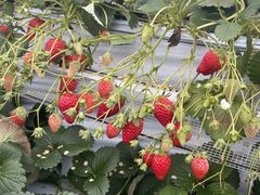 n.̐V񂾔_ȉւ̓eʐ^1