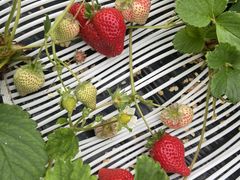 �Ƃ��߂�����̑�J�t�@�[���ւ̓��e�ʐ^1