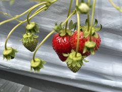 񂳂strawberry farm ܂ƍH[ւ̓eʐ^1