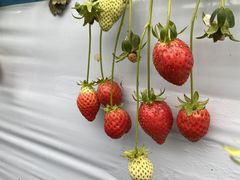 luckylẽzeBL˂ւ̓eʐ^1