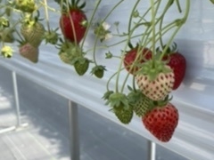 azu56strawberry farm ܂ƍH[ւ̓eʐ^1