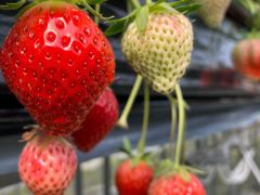 J񂳂̃XJCt@[ւ̓eʐ^1