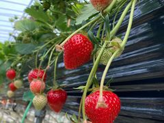 J񂳂̃XJCt@[ւ̓eʐ^2