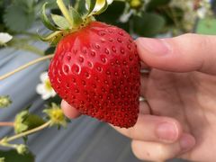 ܂Ђ낳strawberry farm ܂ƍH[ւ̓eʐ^1