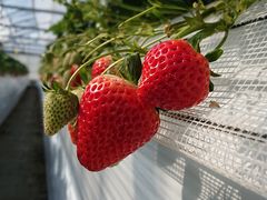 肩SEN's Berry Farmւ̓eʐ^1