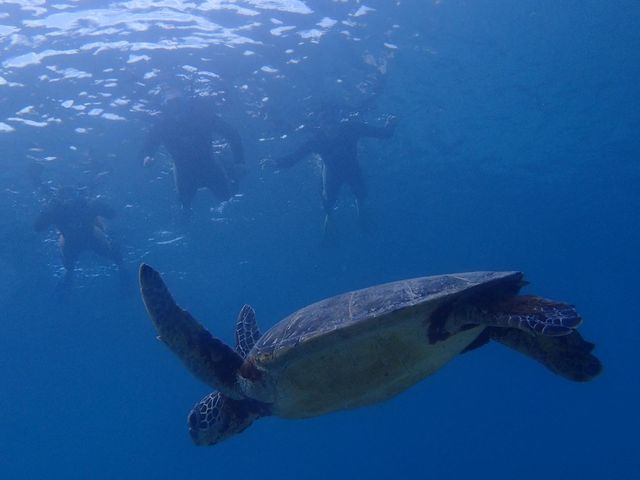 �C�K������_�_�C�r���O�V���b�v�@�l�C�e�B�u�V�[����