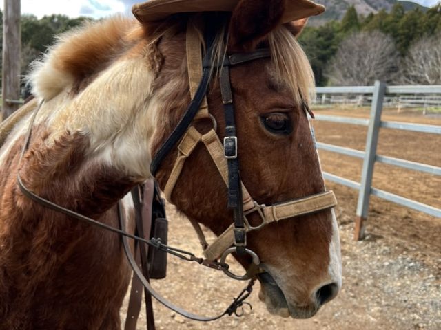 �R�掞�̓w�����b�g�ł������A�L�O�ʐ^�B�e�ŃJ�E�{�[�C���̃n�b�g��݂��Ă��炢�܂���_�������n����