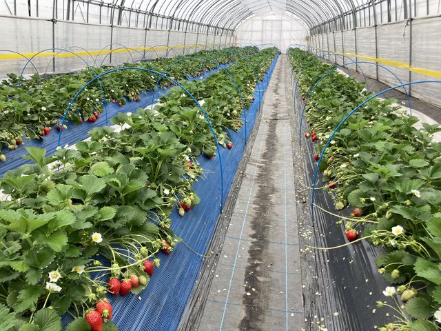 �ʐ^���t���ŃX�~�}�Z��
�ʘH���L���ĕ����₷���y�k�͔|_䕉����߃n�E�X