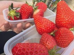 ͂邳񂳂̃t@[Nu_ւ̓eʐ^1