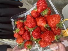 Ȃ̈t@[i--jւ̓eʐ^1