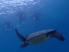 t񂳂̃_CrOVbv@lCeBuV[ւ̓eʐ^1