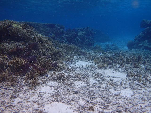 �{�Ãu���[��_BLUE ALOHA�{�Ó�