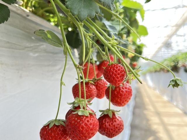 �n�E�X���̃C�`�S_�c����