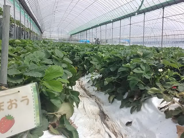 ���܂����@�n�A��_�_�Y���������L�삭�����̑�