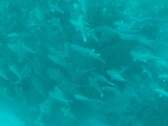 ܁[܁[̐약}T[rXւ̓eʐ^1