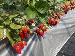 ҂҂̂߃t@[ւ̓eʐ^1