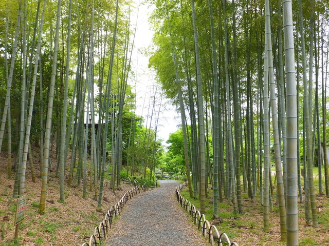 jR񂳂̋gcΓ@̓eʐ^3