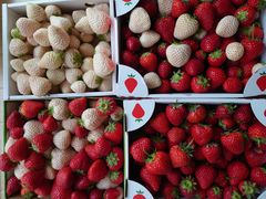 ҂̂Eu[x[_@x[̋ւ̓eʐ^1