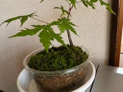 �Ƃ�����̃`���c�{�~�S�P�����ւ̓��e�ʐ^1