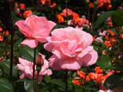 jR񂳂̋gcΓ@̓eʐ^1