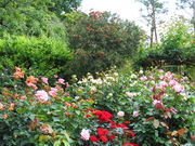 jR񂳂̋gcΓ@̓eʐ^2