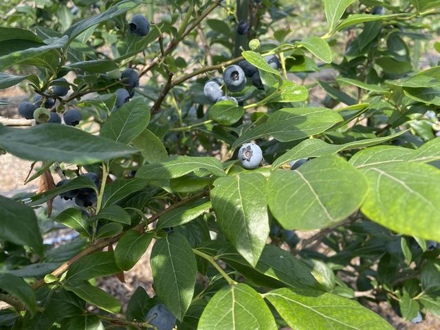 ��������Ȃ��Ă��܂����I_�^�s���u���[�x���[��