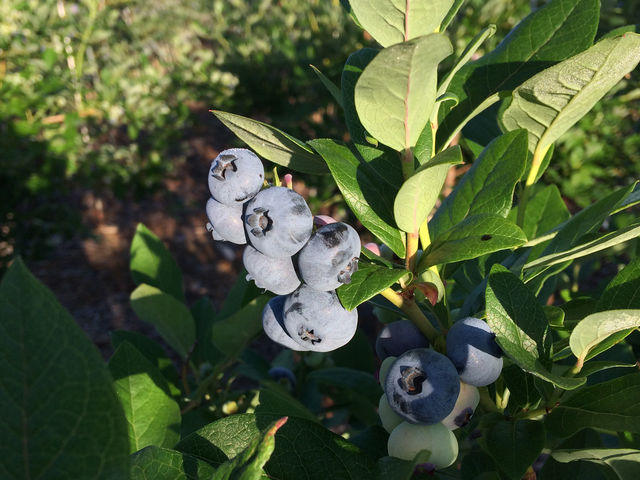 傫̃u[x[RĂHׂ܂B_u[x[ x[ނ炨