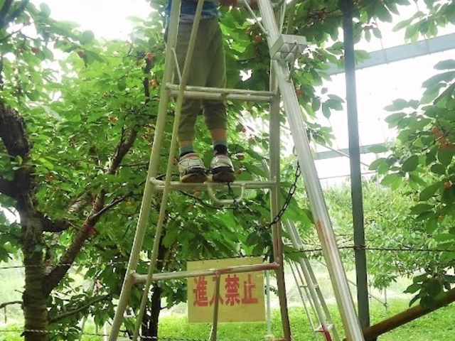 X΂ߋr肵A艺⏕Ηcły߂܂B_͌΂ډ