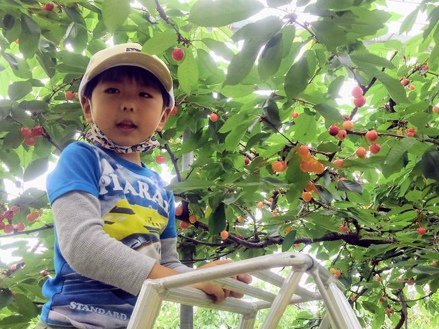 łƂĐHׂ鏉߂ẴTN{ɑ喞(LM)_͌΂ډ