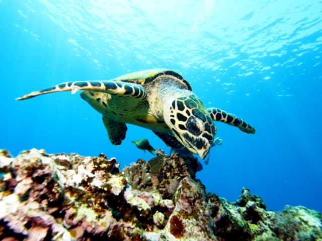 �����`�����Ă���E�~�K����������邱�Ƃ��o���܂����B���̌�A5�`6�C����Ă��鎖�ɂȂ�܂��B_�W���C�N���G�C�g���� �e�B�[�_