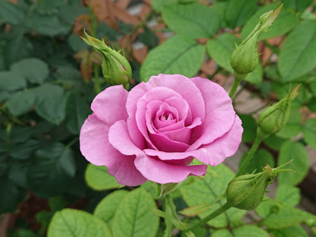 ͂Ȉh̃oBꂼ̕i̖OAYnȂǂl[v[gtŏЉĂ܂B_ASO MILK FACTORYi͂Ȉhj