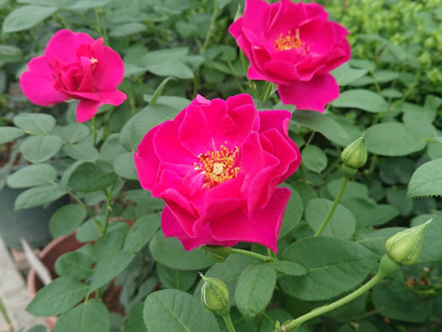 FƂǂ̃oςς邱ƂłoDɂ͂܂Ȃ{݁B_ASO MILK FACTORYi͂Ȉhj