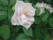 肳ASO MILK FACTORYi͂Ȉhj̓eʐ^6