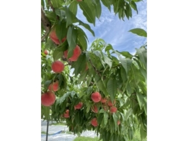 �����������ȓ�����_�v�ۓc�_��