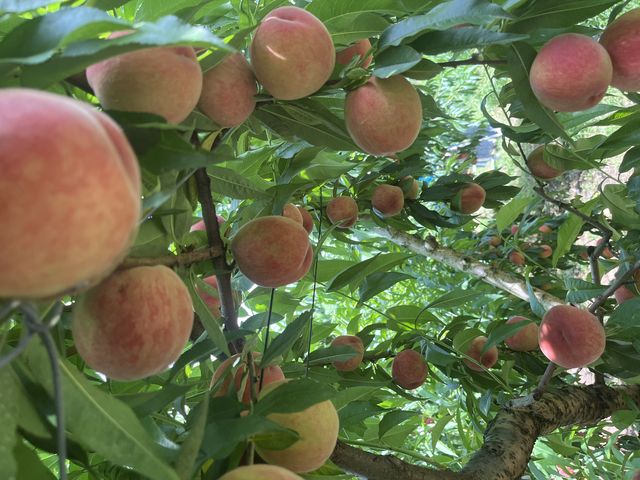 �����Ȃ�ł���_�t���[�c�p�[�N�z��