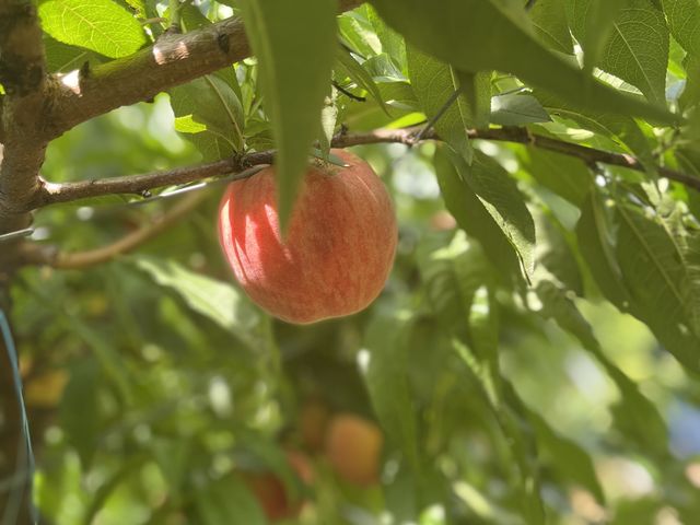 �Â��Ĕ�������_�t���[�c�p�[�N�z��