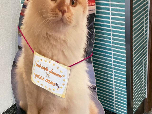 �L���b�g�����h �L�J�t�F���A�i_�L���b�g�����h�@�L�J�t�F���A�i