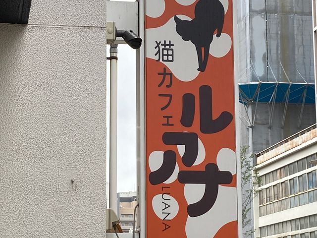 �L���b�g�����h �L�J�t�F���A�i_�L���b�g�����h�@�L�J�t�F���A�i