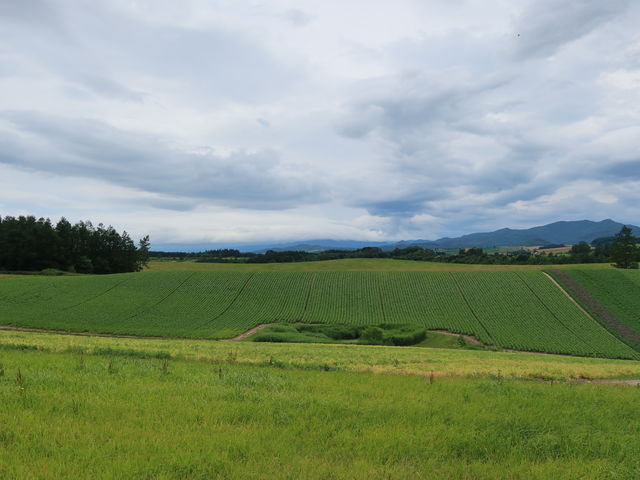 �ǂ������ł��˂锨_�V�h�̋u�W�]����