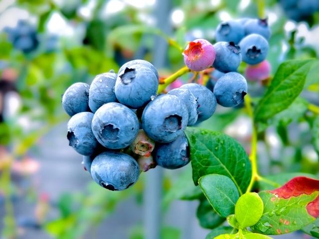 �؂ɂ�������Ȃ��Ă܂����I_Sachi Blueberry Farm