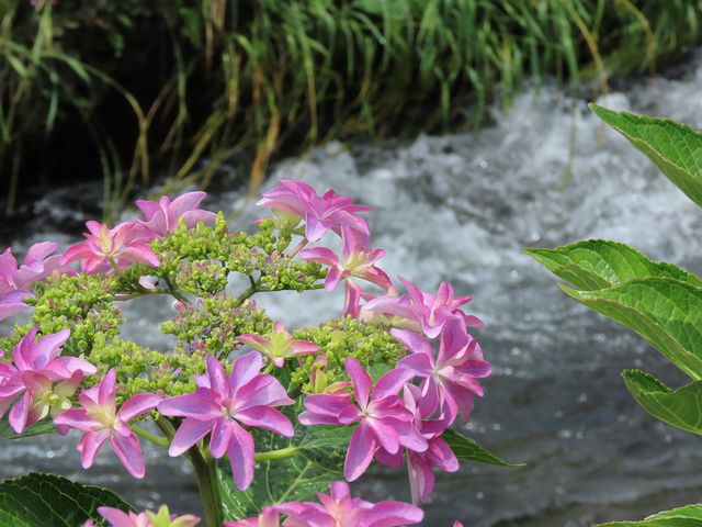 開成あじさいの里】アクセス・営業時間・料金情報 - じゃらんnet