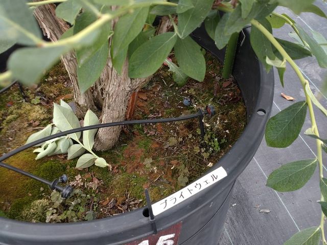 �u���[�x���[�̎�ނ�������Ă��܂�_�����܂u���[�x���[�t�@�[��