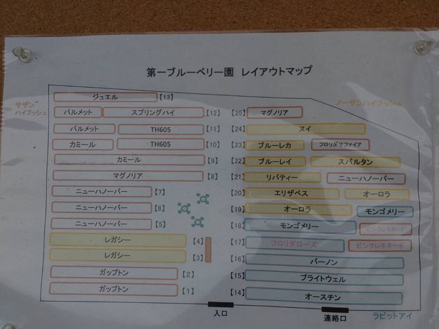 �u���[�x���[�̎�ނ�������Ă��܂�_�����܂u���[�x���[�t�@�[��