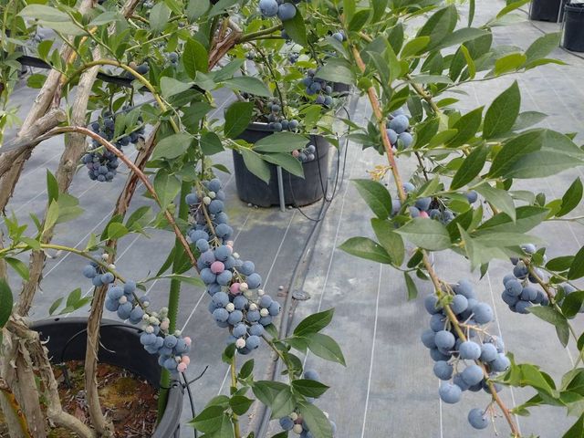 �u���[�x���[�������������ł�_�����܂u���[�x���[�t�@�[��