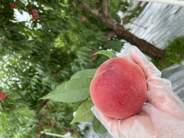 ���킢���Ċy�����Ĕ������������ł��I_�܂邹���ʎ���